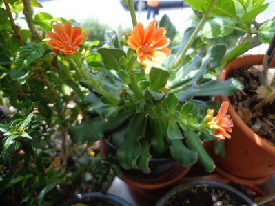 Lewisia,superba...multumesc!