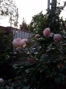 A shropshire lad