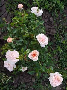 garden of roses