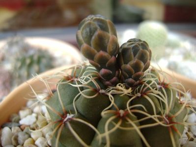 Gymnocalycium baldianum