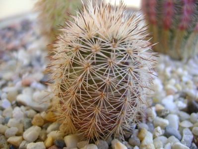 Echinocereus fitchii SB861 Webb Co, TX