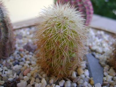 Echinocereus dasyacanthus SB732 Pecos Co, TX