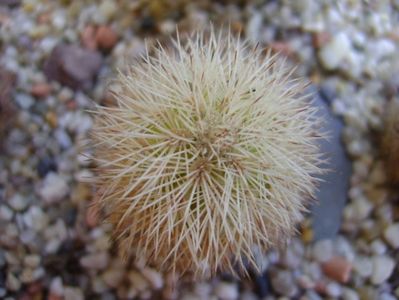 Echinocereus dasyacanthus SB732 Pecos Co, TX