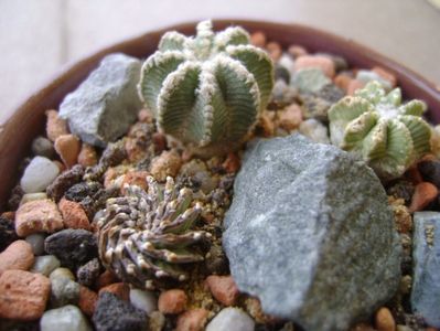 Grup de 3 cactusi; Aztekium hintonii San Jose del Rio Galeana, Mx (2 ex.)
Geohintonia mexicana San Jose del Rio
