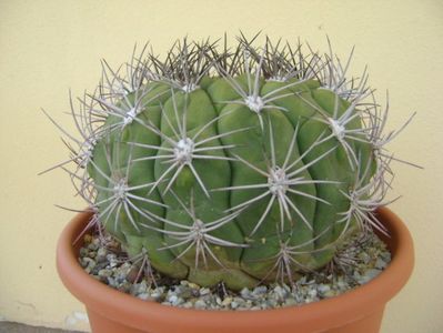 Gymnocalycium saglionis