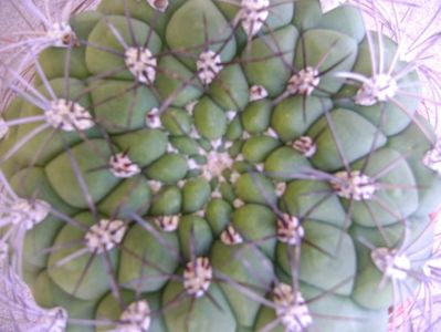 Gymnocalycium saglionis