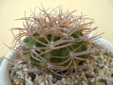 Gymnocalycium guanchinense = Gymnocalycium hossei