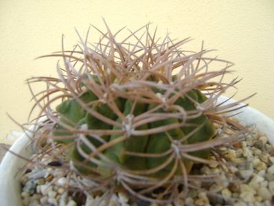 Gymnocalycium guanchinense = Gymnocalycium hossei