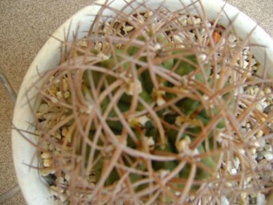 Gymnocalycium guanchinense = Gymnocalycium hossei