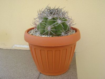 Gymnocalycium saglionis longispinus