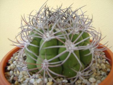 Gymnocalycium saglionis longispinus