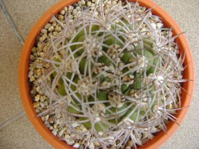 Gymnocalycium saglionis longispinus