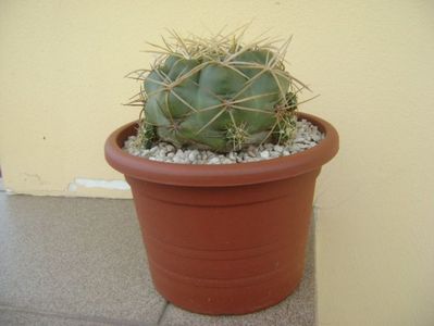 Gymnocalycium monvillei