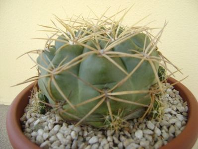 Gymnocalycium monvillei