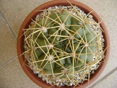 Gymnocalycium monvillei