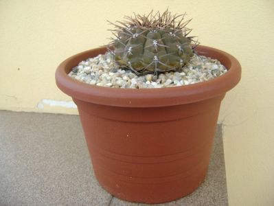 Gymnocalycium ochoterenae v. cinereum