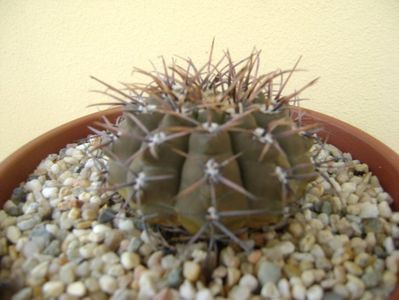 Gymnocalycium ochoterenae v. cinereum