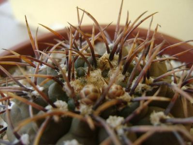 Gymnocalycium ochoterenae v. cinereum, boboci