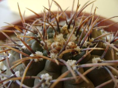 Gymnocalycium ochoterenae v. cinereum