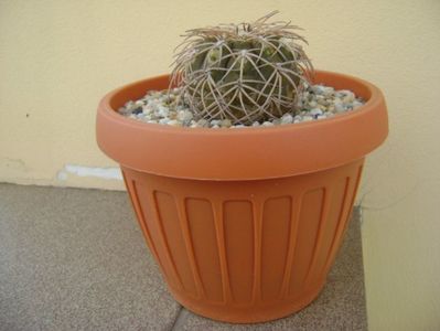 Gymnocalycium spegazzinii