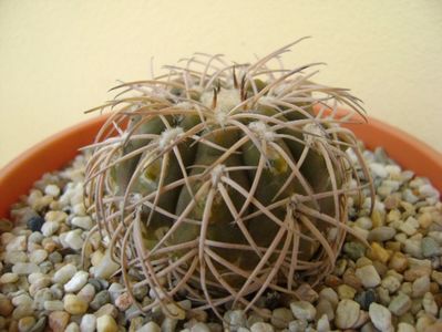 Gymnocalycium spegazzinii