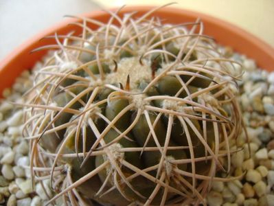 Gymnocalycium spegazzinii