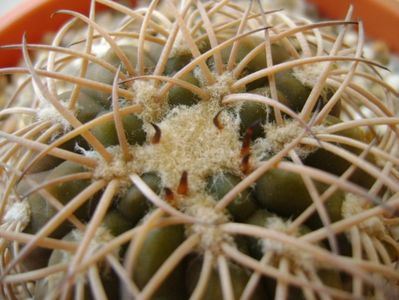 Gymnocalycium spegazzinii