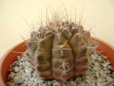 Gymnocalycium mihanovichii