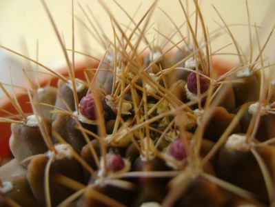 Gymnocalycium mihanovichii, boboci