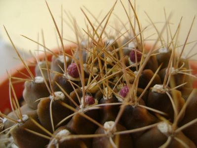 Gymnocalycium mihanovichii