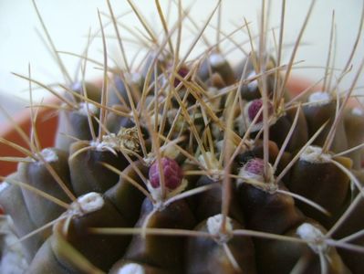 Gymnocalycium mihanovichii