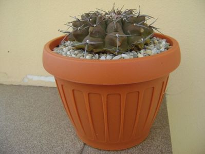 Gymnocalycium vatteri