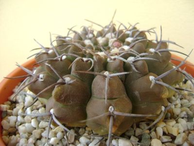 Gymnocalycium vatteri