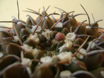 Gymnocalycium vatteri