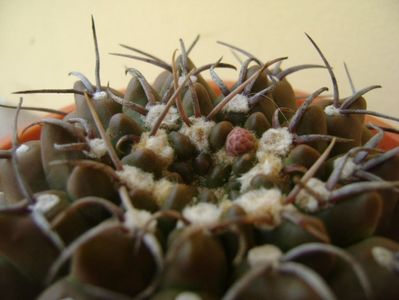 Gymnocalycium vatteri