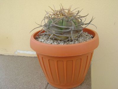 Gymnocalycium cardenasianum