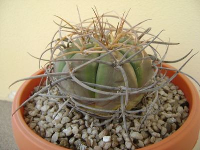 Gymnocalycium cardenasianum