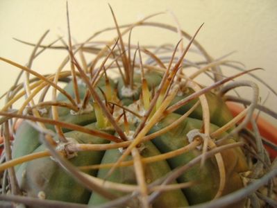 Gymnocalycium cardenasianum