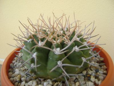 Gymnocalycium intermedium