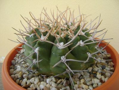 Gymnocalycium intermedium