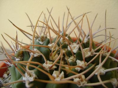 Gymnocalycium intermedium