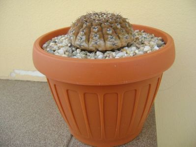 Gymnocalycium obductum