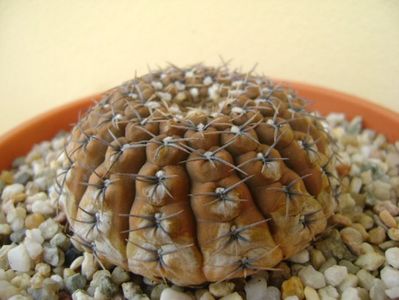 Gymnocalycium obductum