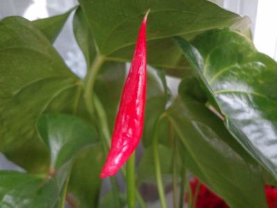 Anthurium