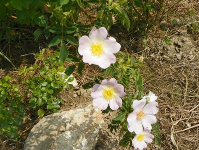 rosa canina