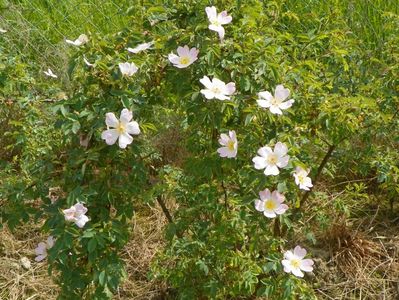 rosa canina