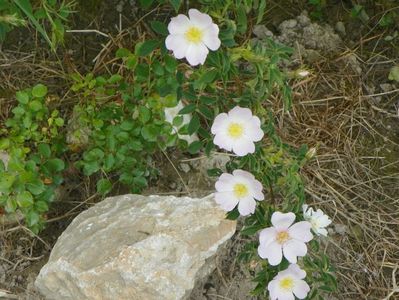 rosa canina