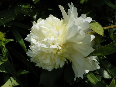 Charlie's White