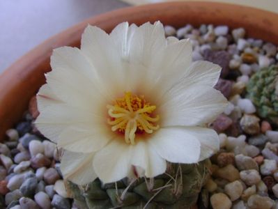 Strombocactus disciformis