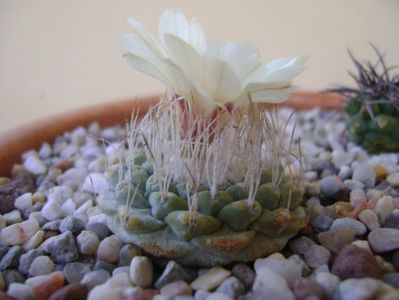 Strombocactus disciformis